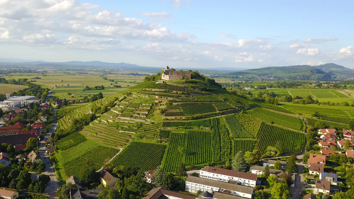 Luftblick auf Staufen, den Schlossberg und die Burgruine zwischen den Weinbergen